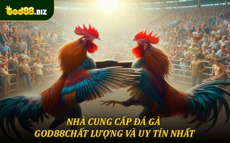 Danh sách nhà cung cấp đá gà God88 chất lượng và uy tín nhất